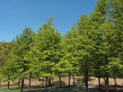 R08_05_07ドッグラン内のカツラの新緑が見頃となっています。暑い日には愛犬と一緒に木陰で一休み。ベンチも追加しました。