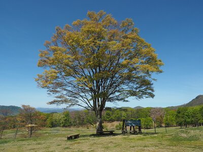 R08_05_07立夏を迎え、新緑が眩しい季節、シンボルツリーのケヤキの芽吹きがとても綺麗です。