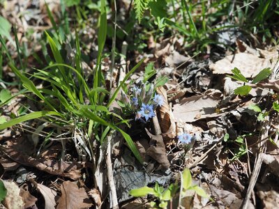 R08_05_07林道沿いや植え込みのあたりを良くみると、フデリンドウがひっそりと咲いています。可愛い花を探してみませんか。
