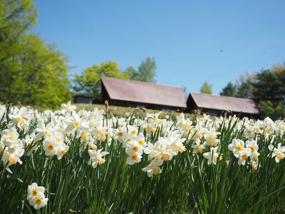 R08_05_07管理棟の前の斜面には数種類のスイセンが植えられています。黄色が終わって白色スイセンが花盛りです。