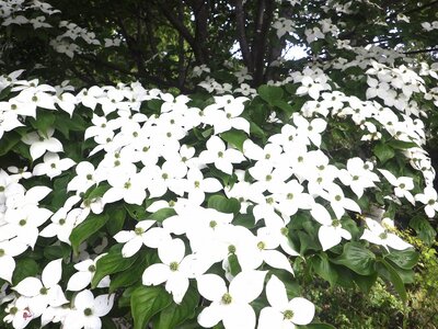 R08_06_17　白い帽子のような花を付けるヤマボウシの名前の由来は、花の形が網代笠をかぶって山で修行する「山法師」を連想させる姿から名付けられたそうです。秋には赤くて甘いサクランボの様な実を付けます。ちなみに花言葉は「友情」です。