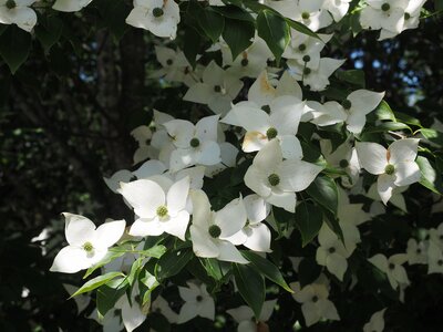 R08_07_09　先月ご紹介してから薬一ヶ月「ヤマボウシ」は頑張って咲いています。見頃はあと2～3日でしょうか。ご来園いただき咲き誇る姿を実際にご覧ください。