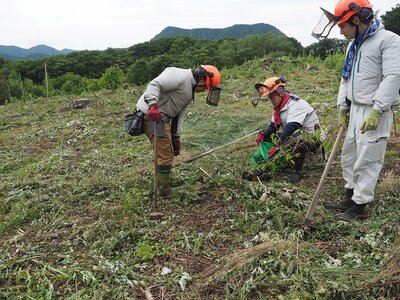 当時、ベイシアグループの新入社員研修で植栽したオオヤマザクラは、残念なことに獣害により枯れてしまったものがあったので、当組合にて15本ほど植え替えました。