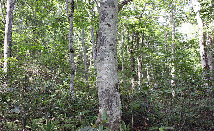 樹齢100年を超すブナの木