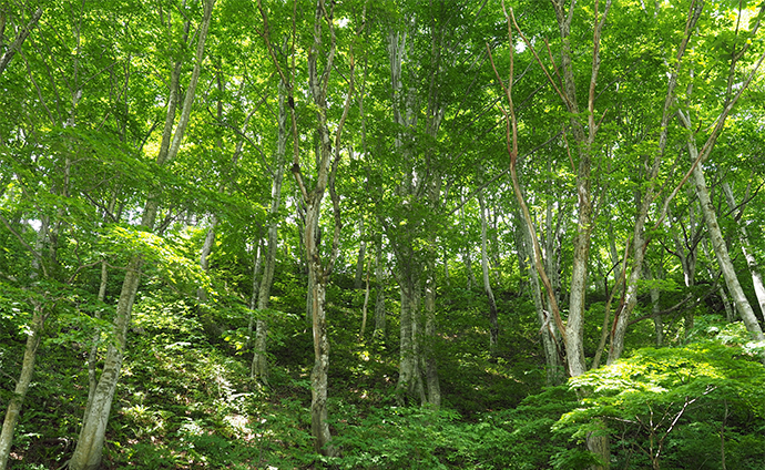 広葉樹林