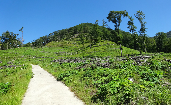 主伐及びカラマツ造林地