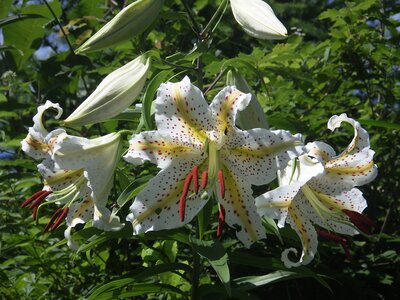 R07_07_25　森の広場北側カラマツ林の縁にヤマユリが咲いています。ユリの香りは好き好きがあると思いますが、花言葉「荘厳」にふさわしい夏の香りを楽しんではいかがでしょうか。