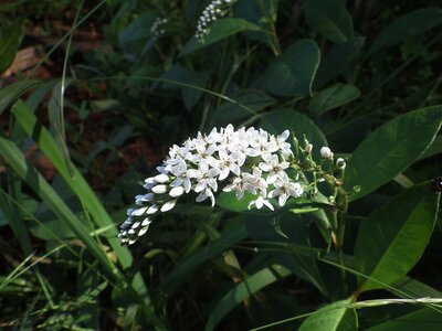 R07_07_25　オカノラノオの花も咲き出しました。