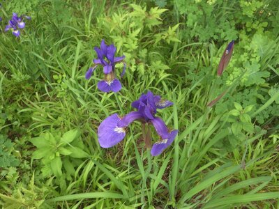 R07_06_30　アヤメの花が園内のところどころで咲き始めました。アヤメの花言葉は「希望」や「よい便り」だそうです。アヤメの花を見かけたらなんだか良いことが待っていそうですね。