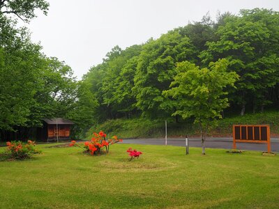R07_05_30　園内の所々にあるレンゲツツジが見頃となっています。どんより曇り空にひときわ鮮やかなレンゲツツジは6月上旬までが見頃でしょう。