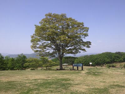R07_05_20　シンボルツリーのケヤキの芽吹が鮮やかとなりました。