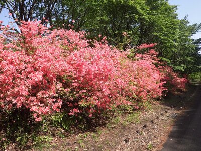 R07_05_20 森林公園のヤマツツジが見頃を迎えています。