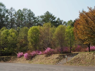 R07_05_01　森林公園の木々が芽吹き、ヤマザクラが咲き誇る新緑の季節を迎えました。ゴールデンウィークはお弁当を持って森林公園で過ごしてみませんか。
