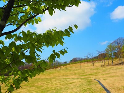 R07_05_01　上皇様お手植えのオオヤマザクラが満開、ブナの新緑も見頃を迎えました。