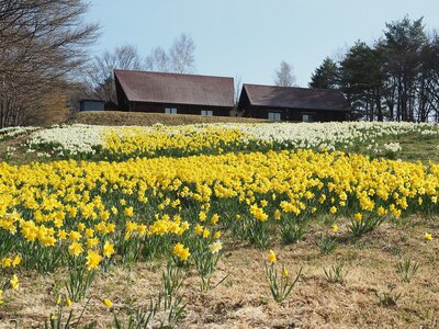 R8_4_17_管理棟前の スイセンが満開となりました。例年より一週間程度早いようで、来週末ころまで楽しめそうです。