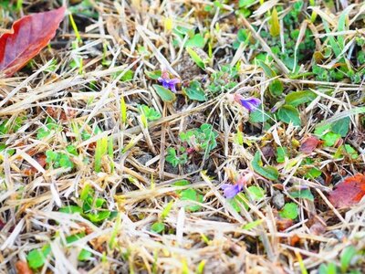 R8_4_17_標高千ｍの森の広場では芝の隙間から春を告げるスミレが咲き始めました。可憐な姿を探してみてください。