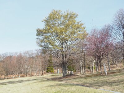 R8_4_17_御製碑の近くにあるブナの芽吹きがとても綺麗です。来週後半にはカツラやカラマツの芽吹きが見頃を迎えそうです。