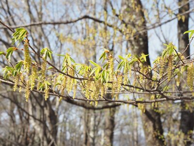 R8_4_17_イヌかクマかアカシデかはたまたサワシバか、全部まとめて「ソロ」と呼び、雌花はまるでミノムシかホップが下がっているような姿に。管理棟のあたりで探して見ましょう。
