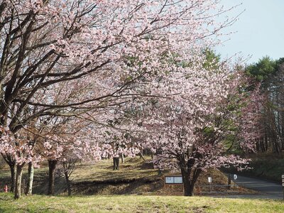 R8_4_17_今年は、例年より一週間ほど春の訪れが早く、オオヤマザクラが見頃を迎えています。ゴールデン・ウィークはカツラやコナラなど広葉樹の芽吹きが楽しめそうです。