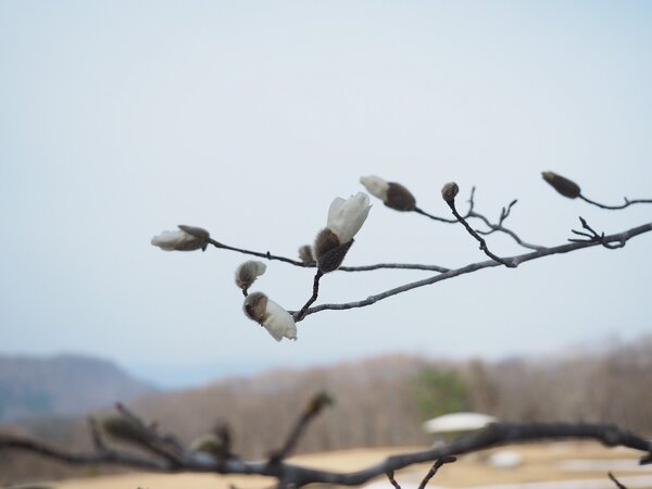 森林公園に春がきました！