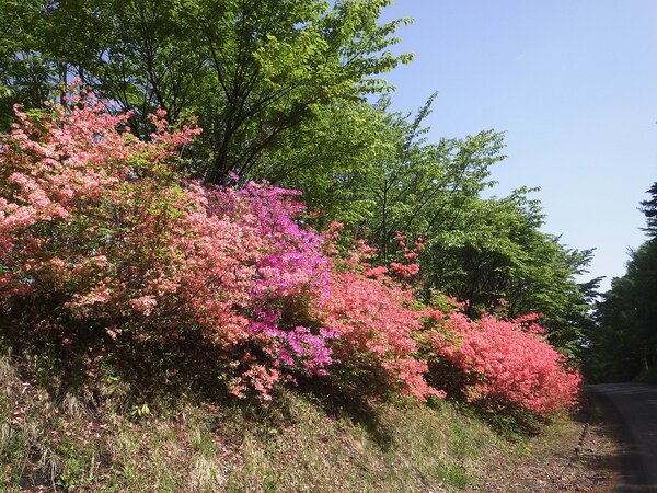 初夏の森林公園はツツジが満開です