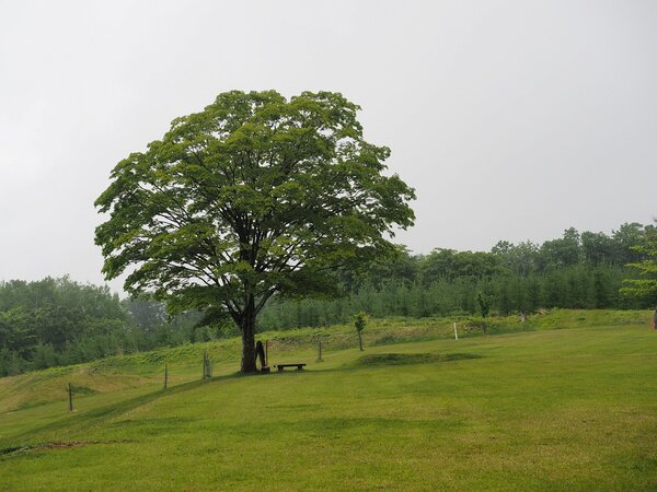 県立森林公園21世紀も森も梅雨入り目前となりました