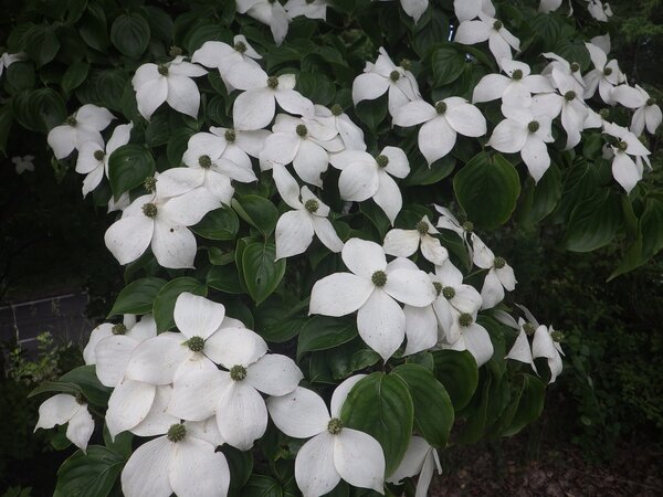 県立森林公園21世紀の森は初夏の花が咲いています。