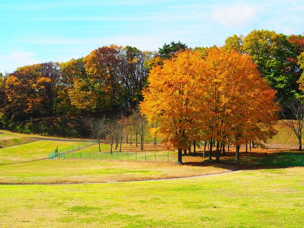 秋も深まり21世紀の森の木々が色づきました。