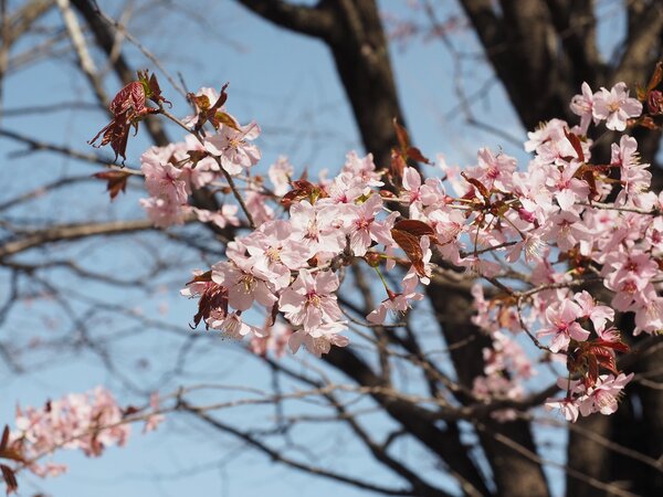 県立森林公園「21世紀の森」は少し早めに春がやってきました。