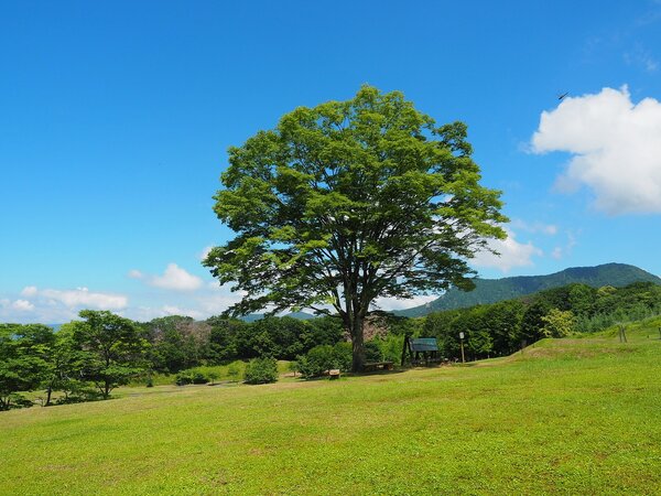 21世紀の森の今日は、さわやかな夏になりました。
