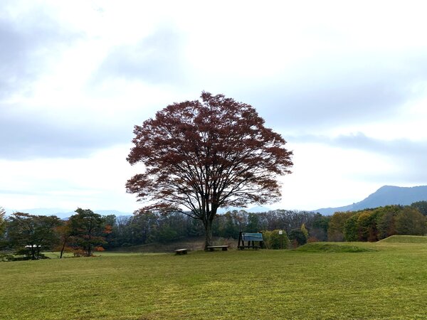 今年の紅葉は少し早めです。