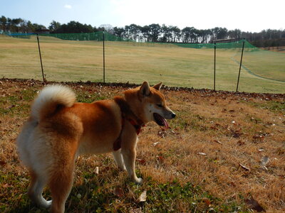 愛犬広場