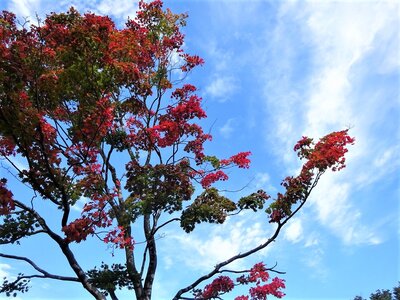 R2.10.13ハウチワカエデの紅葉。