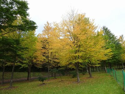 R2.9.28カツラの紅葉が始まりました