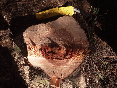 林災防安全パトロールで伐採した切り株。ツルはしっかり残っています。