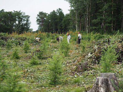 R01年秋に「ベイシアの森」へ植栽したカラマツは、2年目を迎え、順調に成長し、背丈を超えそうです。