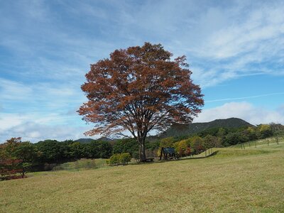 R03_10_06　シンボルツリーのケヤキ、毎年同ようなアングルで紹介してます。今年の紅葉は、昨年より、一週間ほど早いようです。