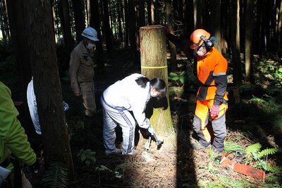 R03.10.26 沼田市立利根中学校3年生の生徒さんによる伐倒体験。ショックレスハンマーを使ったクサビ打ち。