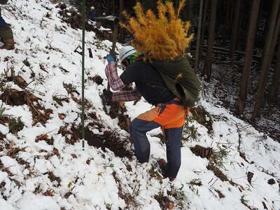 R03_11_29 カラマツの植栽は、秋植えです。今年は、雪が早かったので、雪を避けながらの作業は,大変です。でも、一本一本丁寧な植え付けを心がけています。