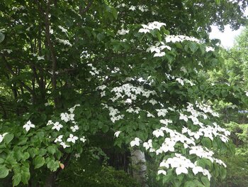 R07_06_30　こちらはヤマボウシの花。遠くから見ると山を行く法師の笠に似ていることからその名が付いたとか。こちらの花言葉は「友情」だそうです。お友達と連れだって21世紀の森で花を愛でながら友情を育むなんて！